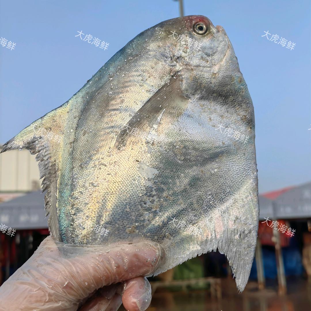 天津大虎海鲜批发