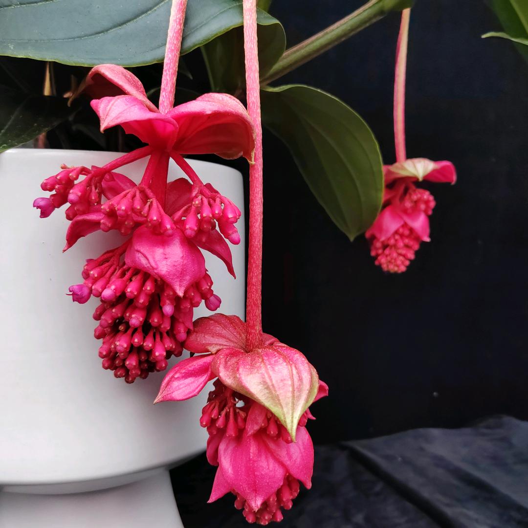 尚品花卉园艺～宝莲灯