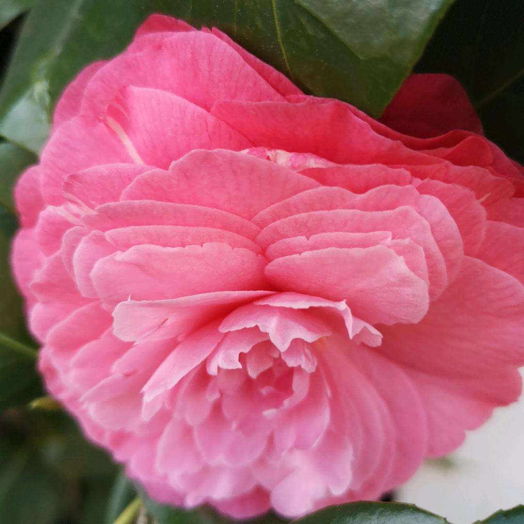 🌈*吉祥喜乐*🌈