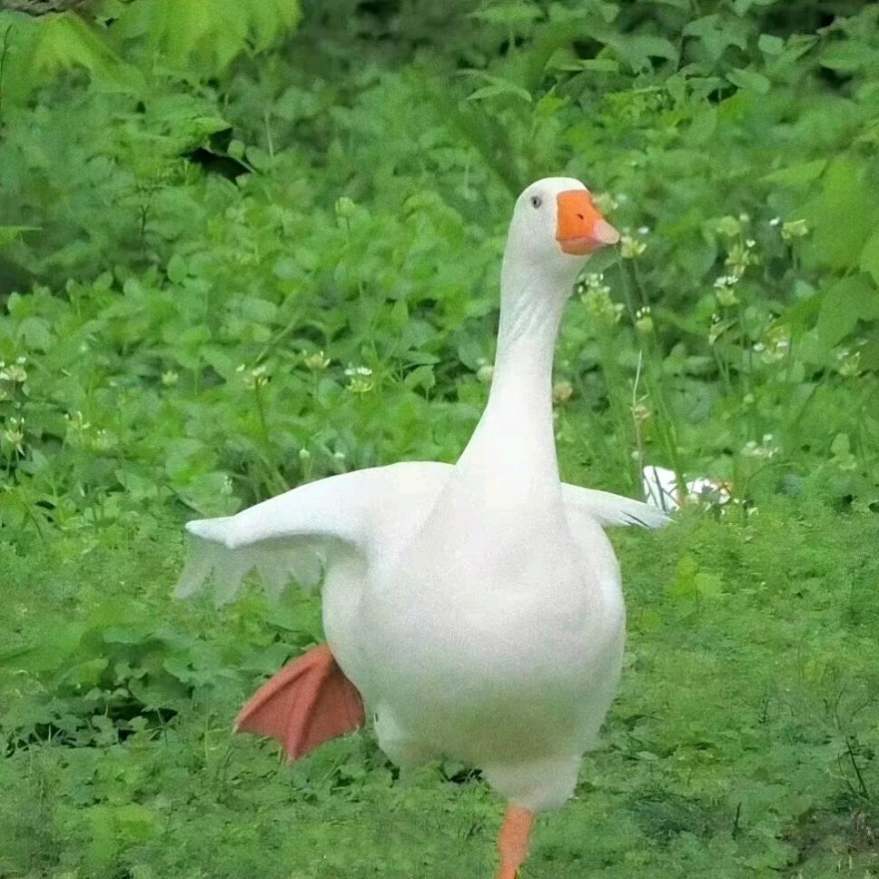 炖大鹅