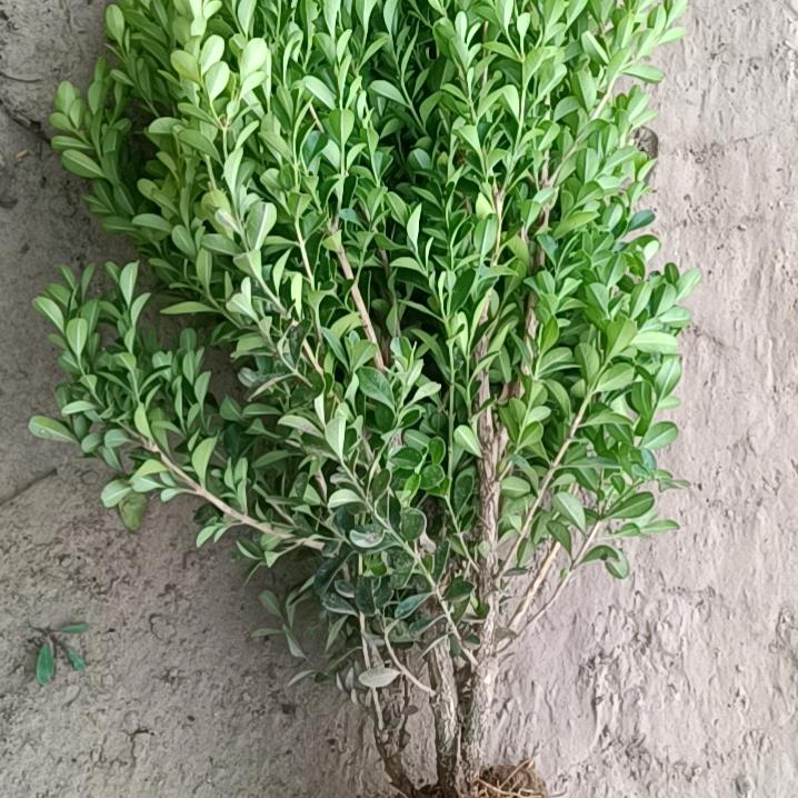 大小叶黄杨绿篱基地