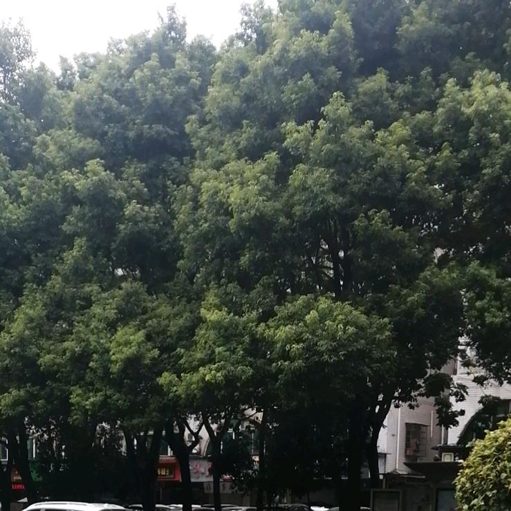 益阳小伟