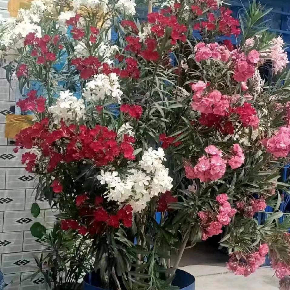 热孜万古丽