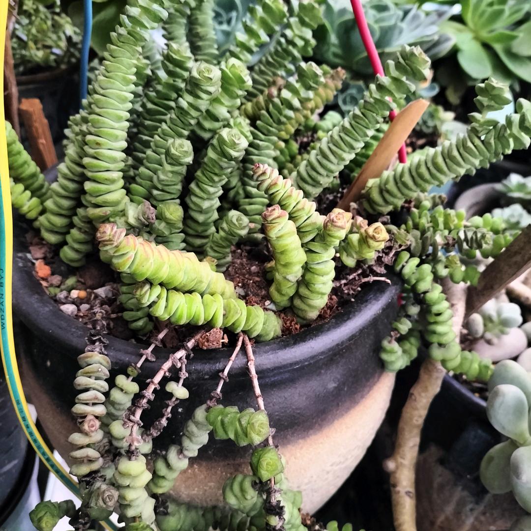 阿明，中国梦，多肉肉