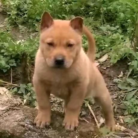 广西田园犬土猎犬
