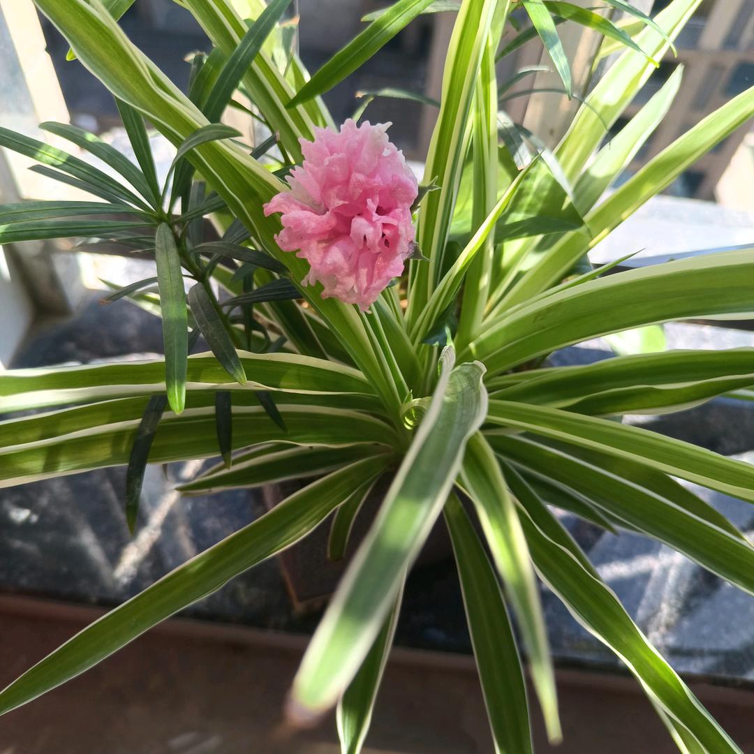 芳妹优选
