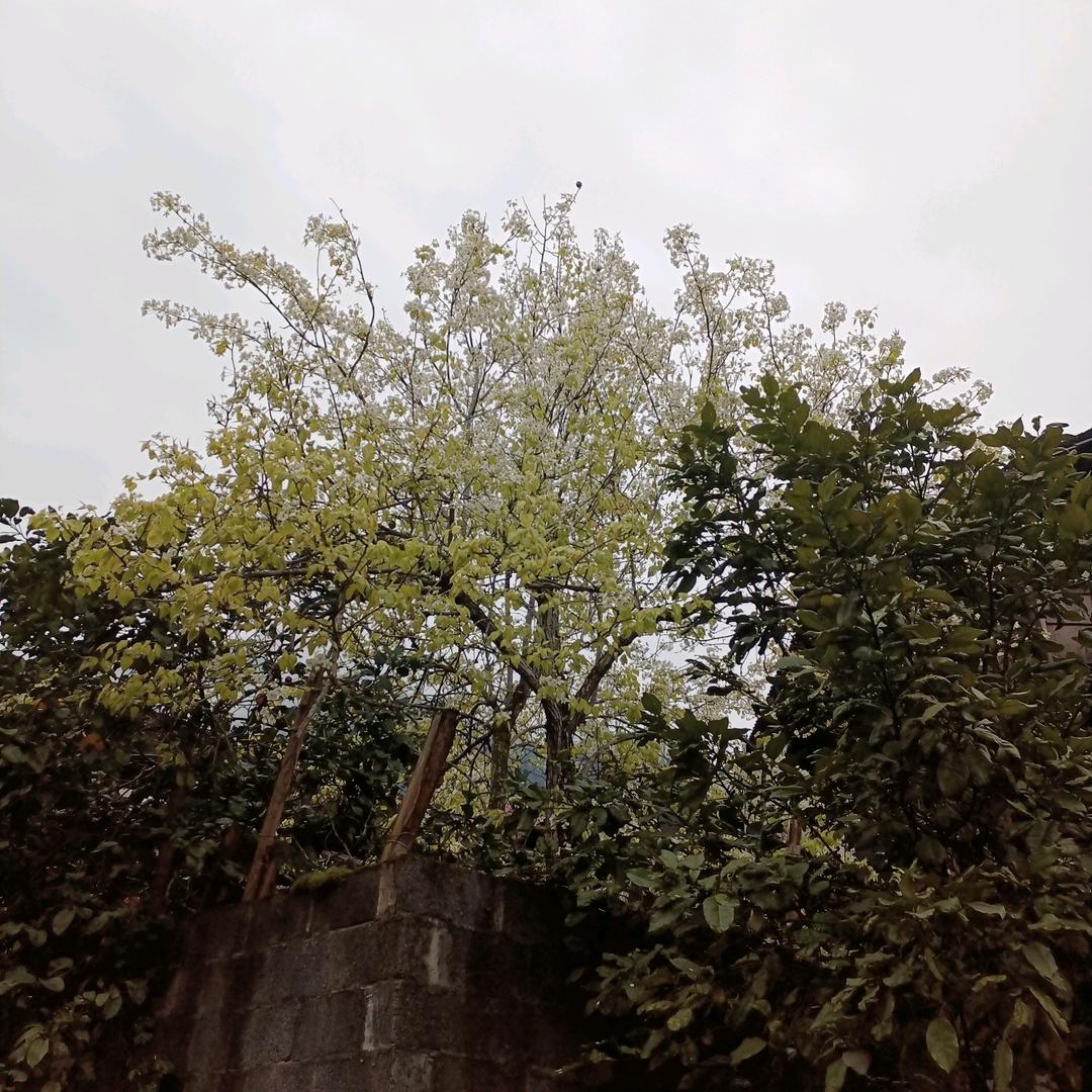 老梨树