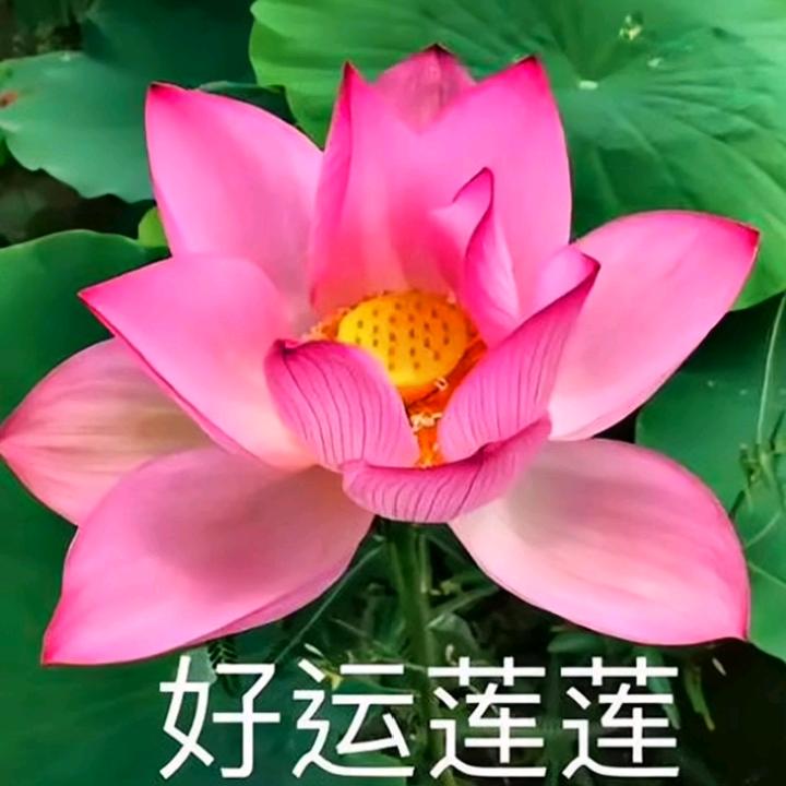 爱拼才会赢