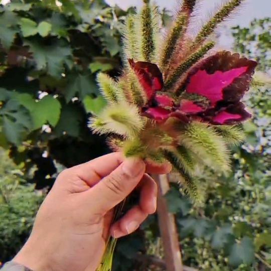 芒果的忙