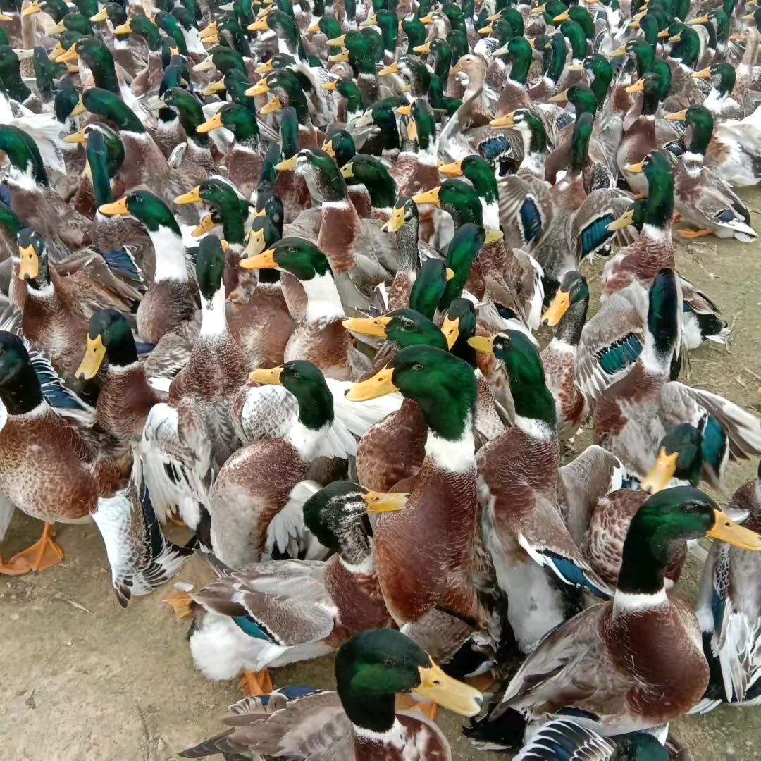 山东潍坊-张老师养殖指导