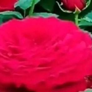 ㎡
