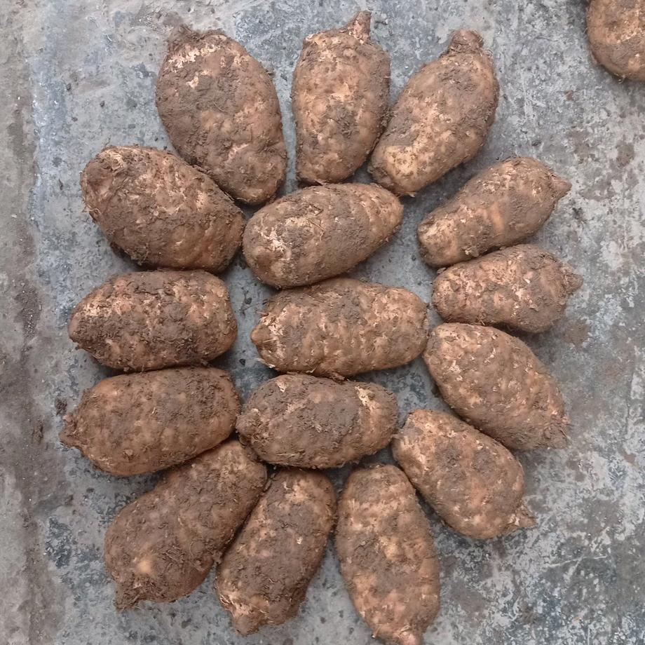 云南特产天麻 一件也批发