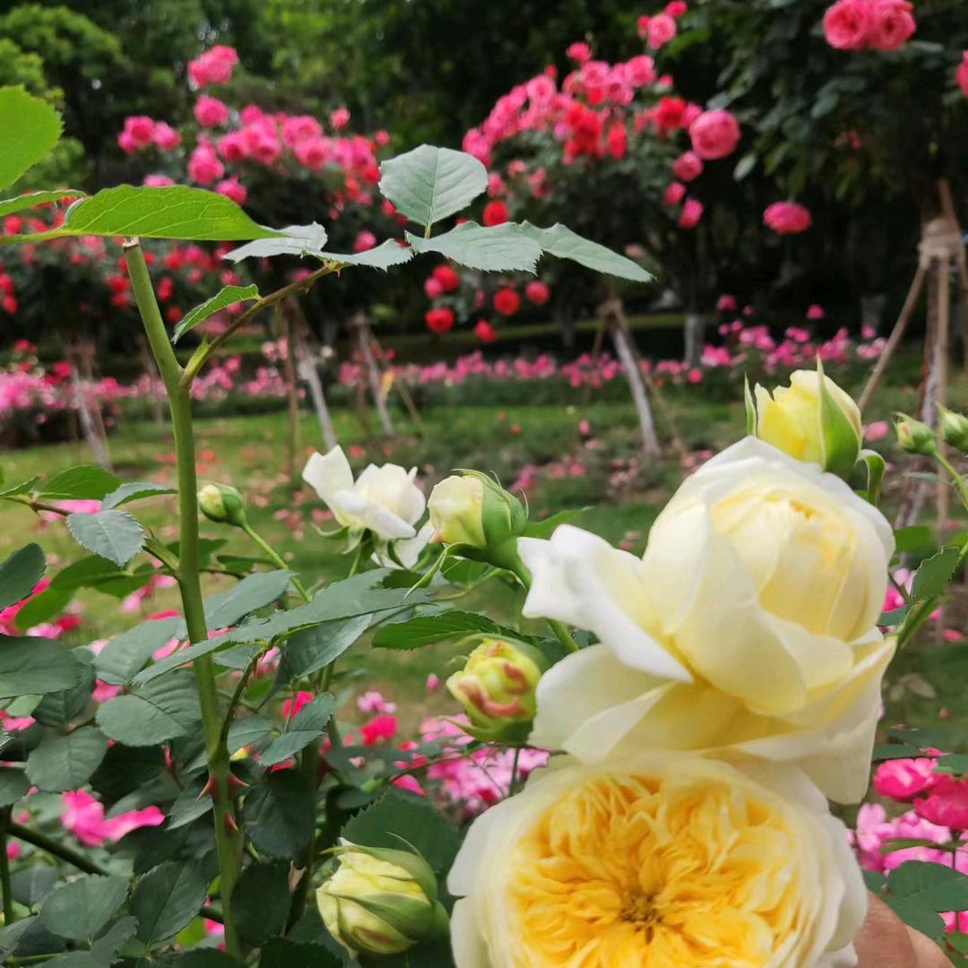 春暖花开