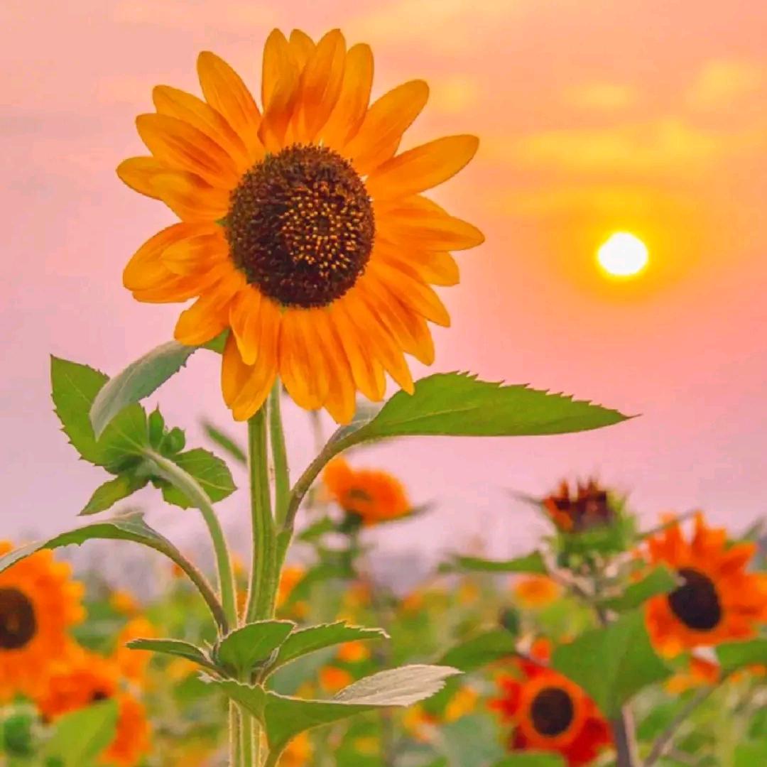 睡到自然醒🌻🌻🌻
