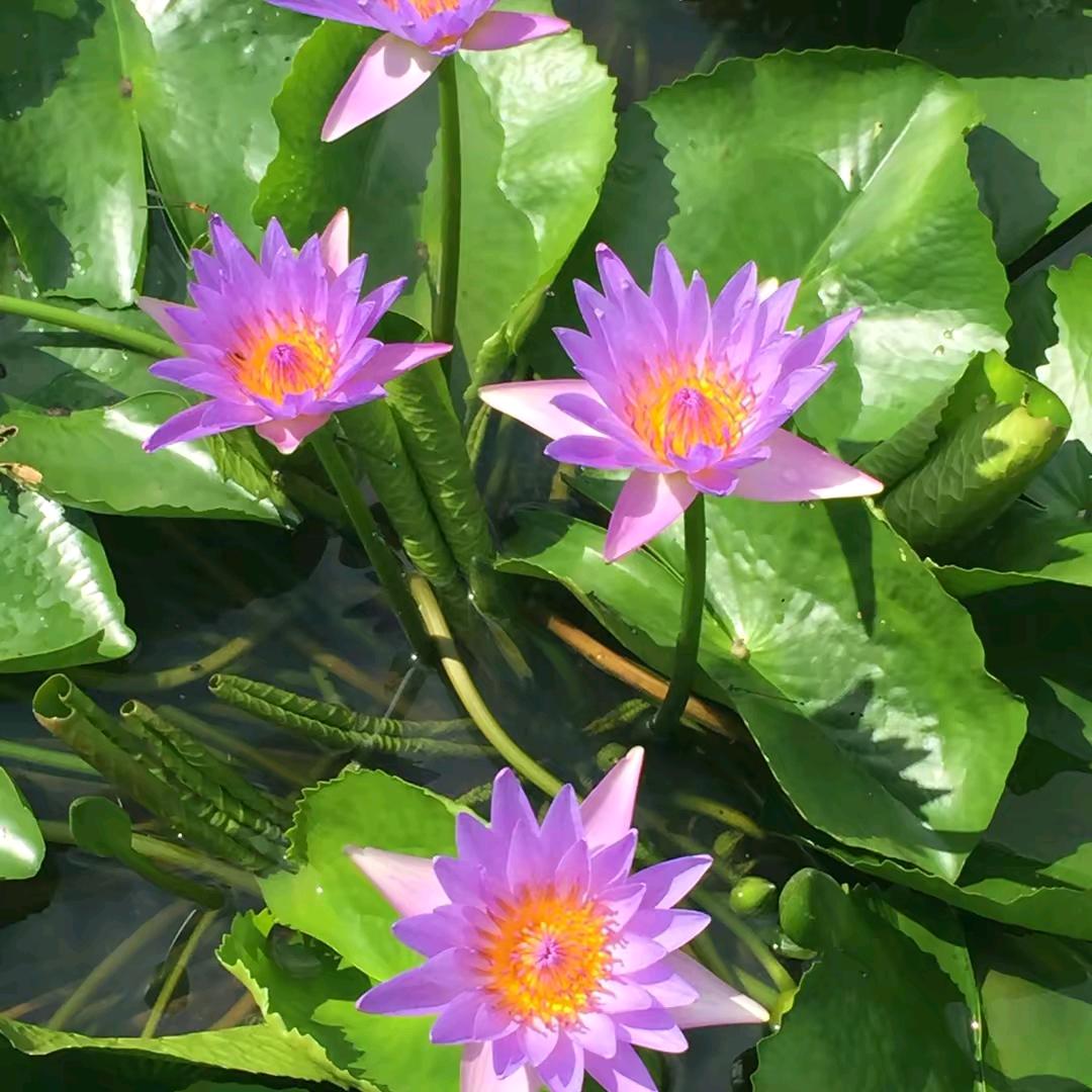 龙虾王