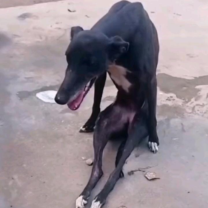 骑马哥工作犬养殖场