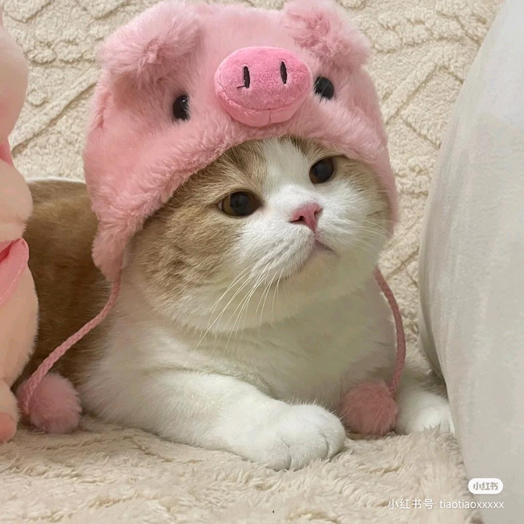 Duang的一天