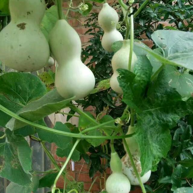 天天开心