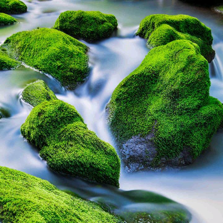 无忧草（㣻罖）