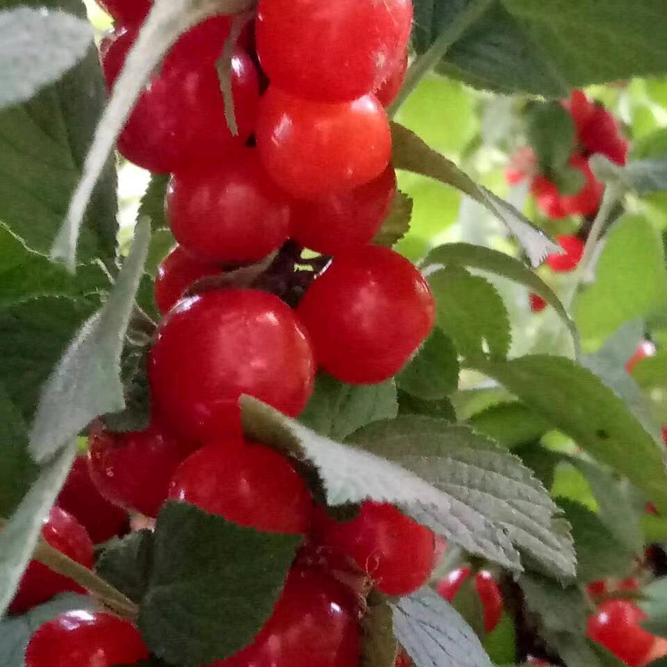 🍎健康快乐一张仁芳姐姐🍎