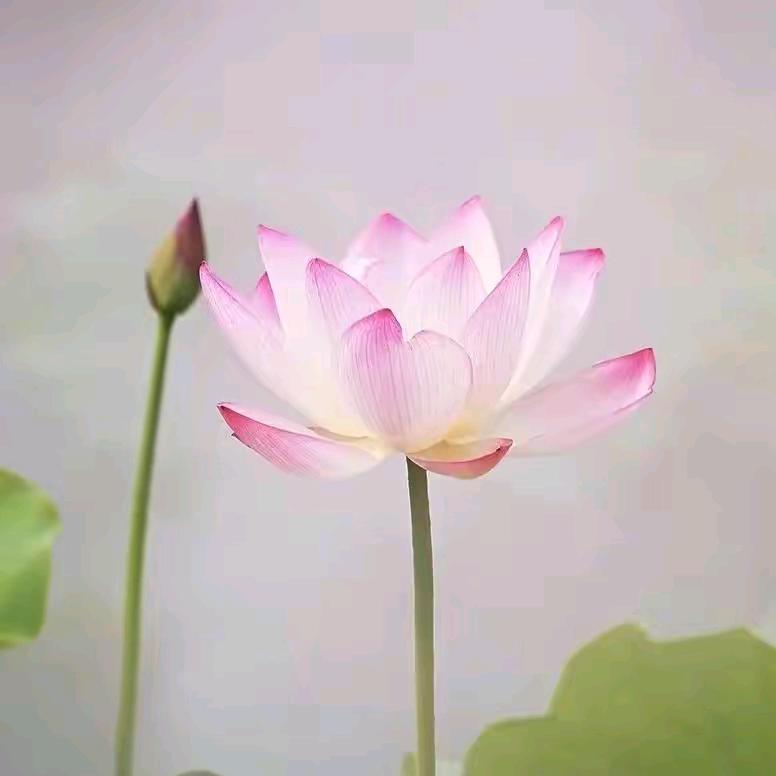 @巧姐