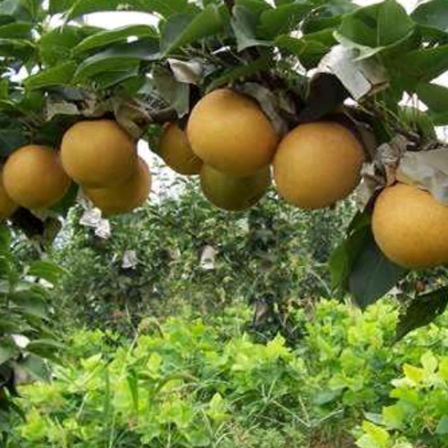 秋月梨科研基地