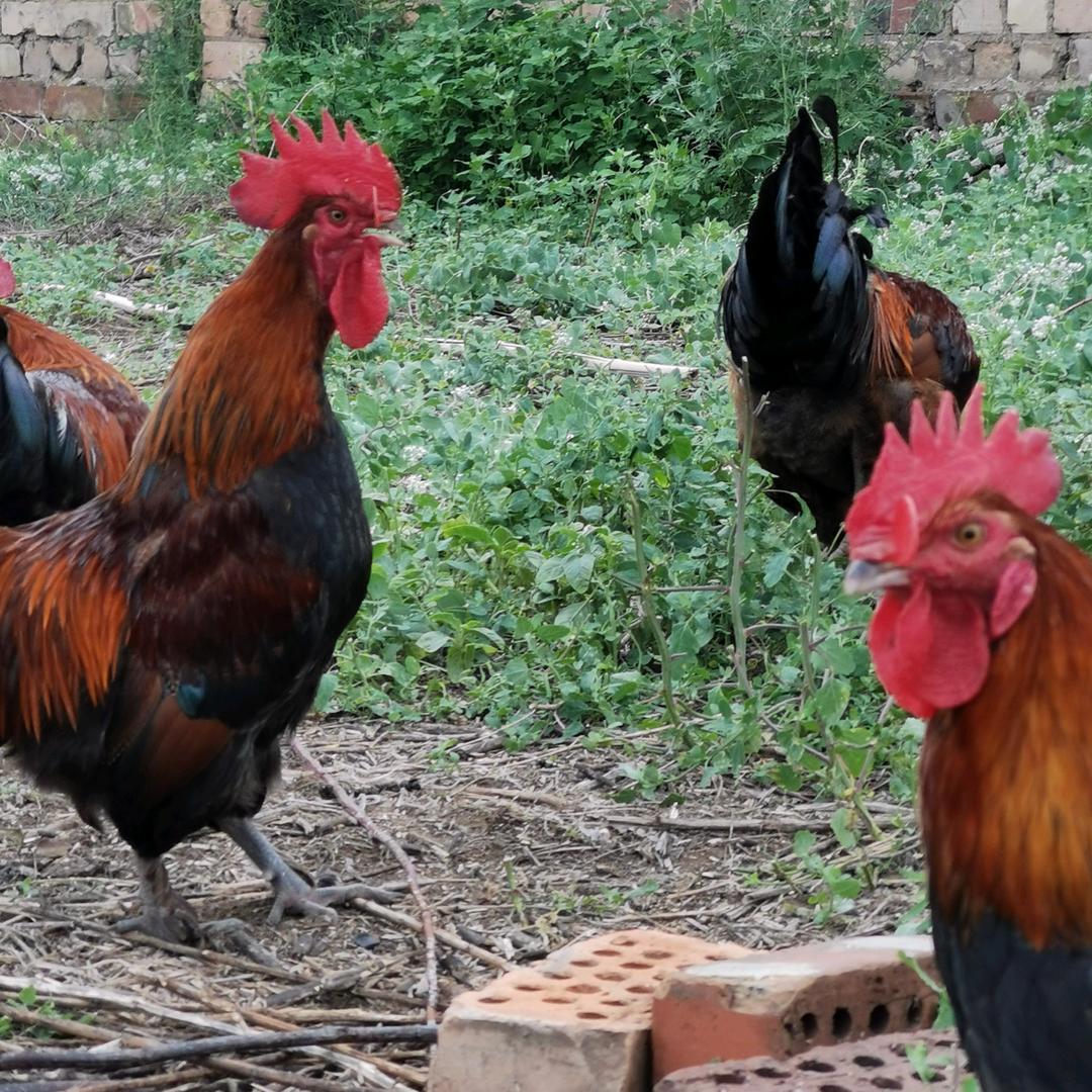 包头市毛凤章养殖场