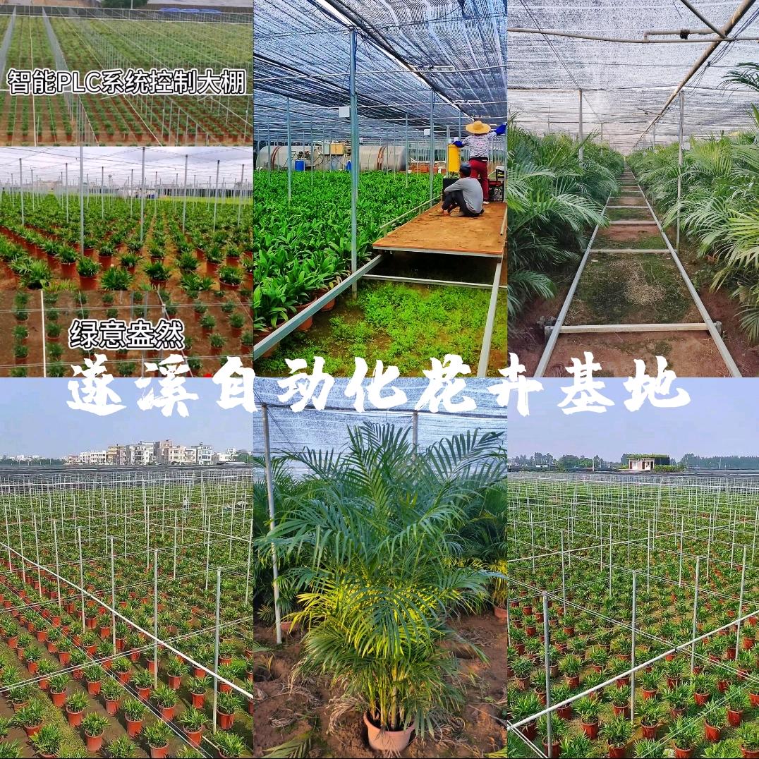 茗卉源绿植基地