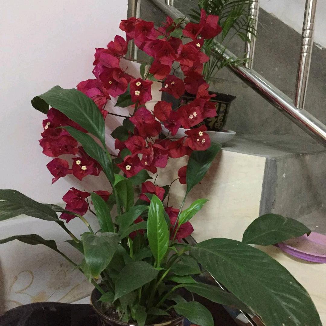 花开的时候你就来看我