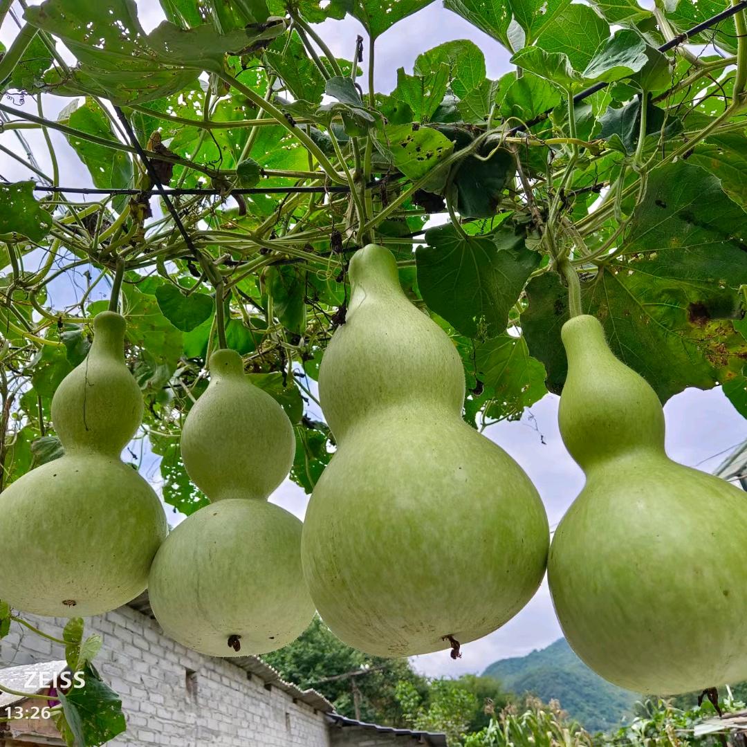 ℳ🕊ꦿ浅笑不语꧔ꦿ