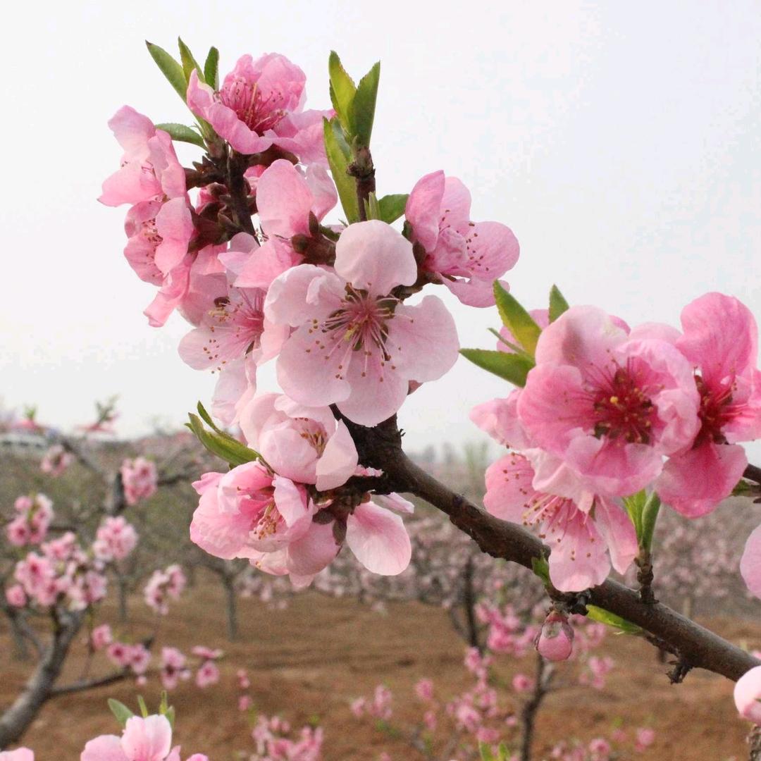 沂蒙山上小青年