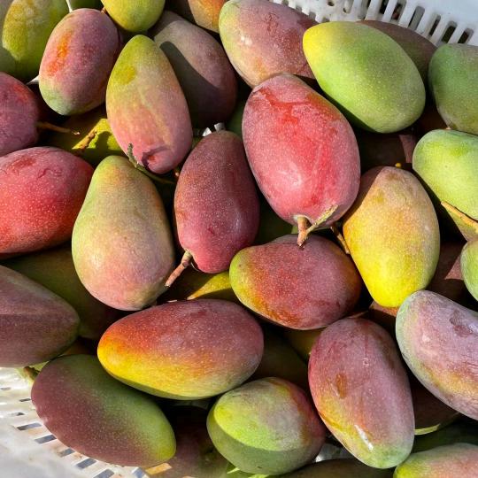 三亚精品树熟贵妃