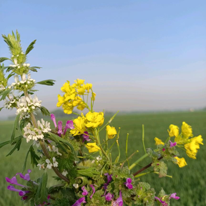 ¥靠᭄自ꦻ己ꦿᭁ