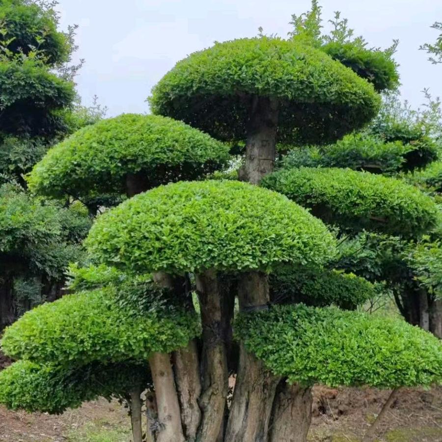 春知晓造型树