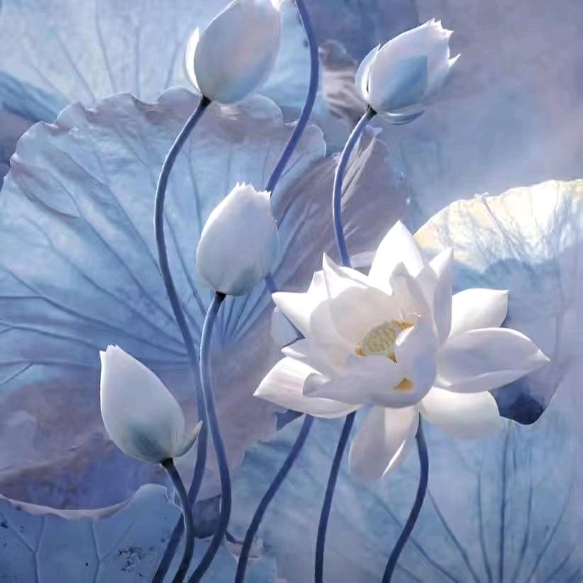 🌺🌺静姐🌺🌺