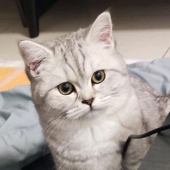 果子是只呜呜猫🐱