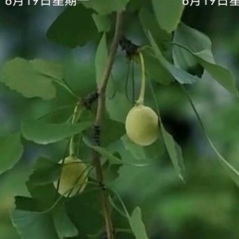 一怒为红颜