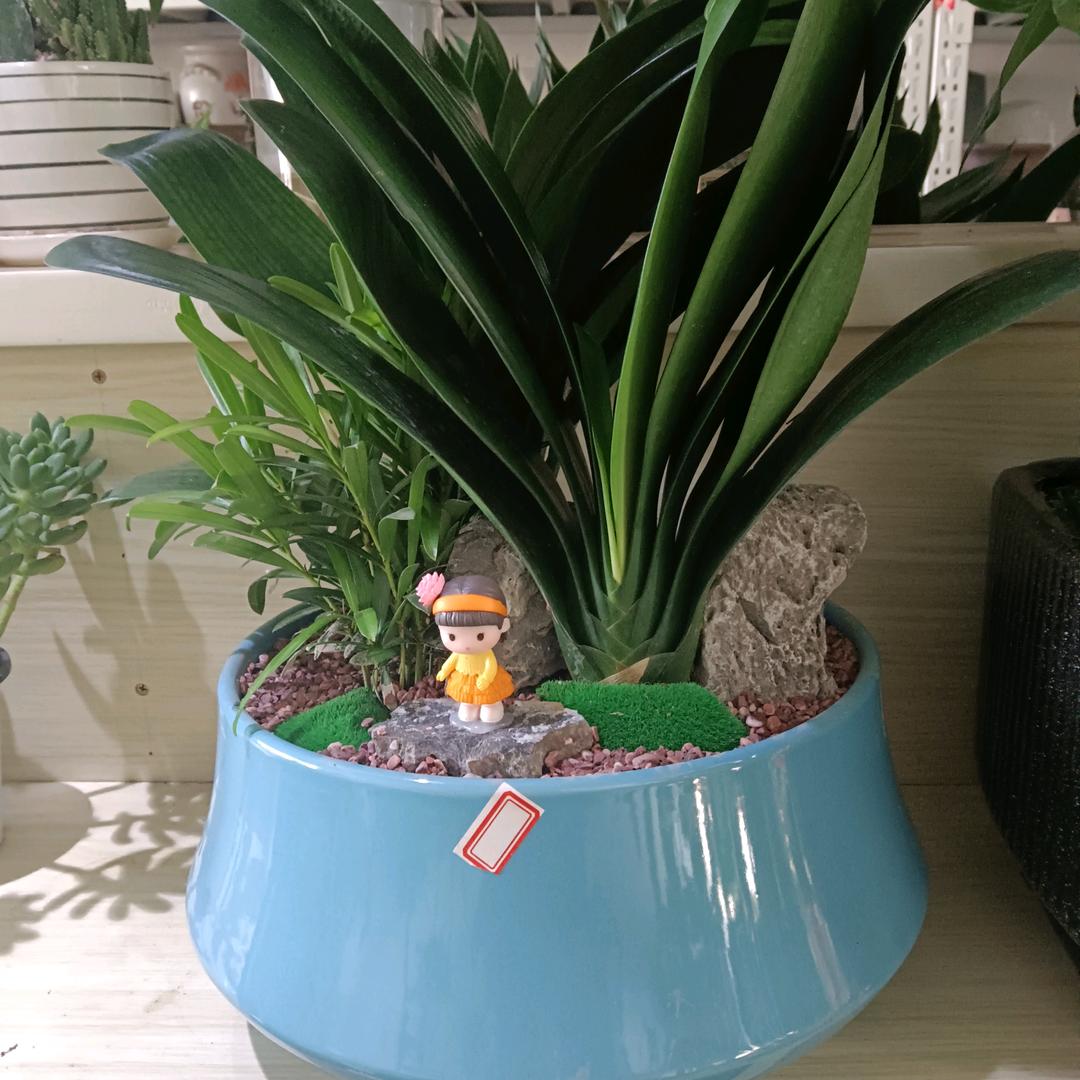 梅梅