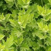 禹州市凯润农业艾草基地