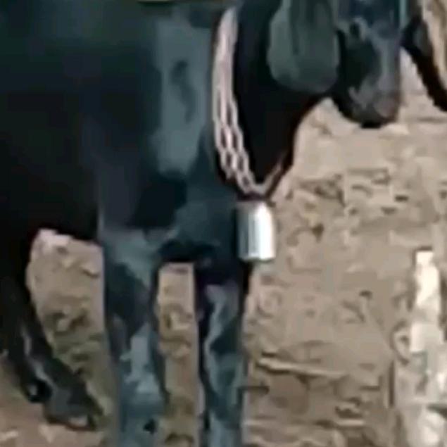 大别山放养黑山羊