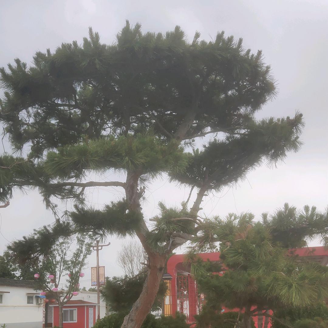 快乐延寿