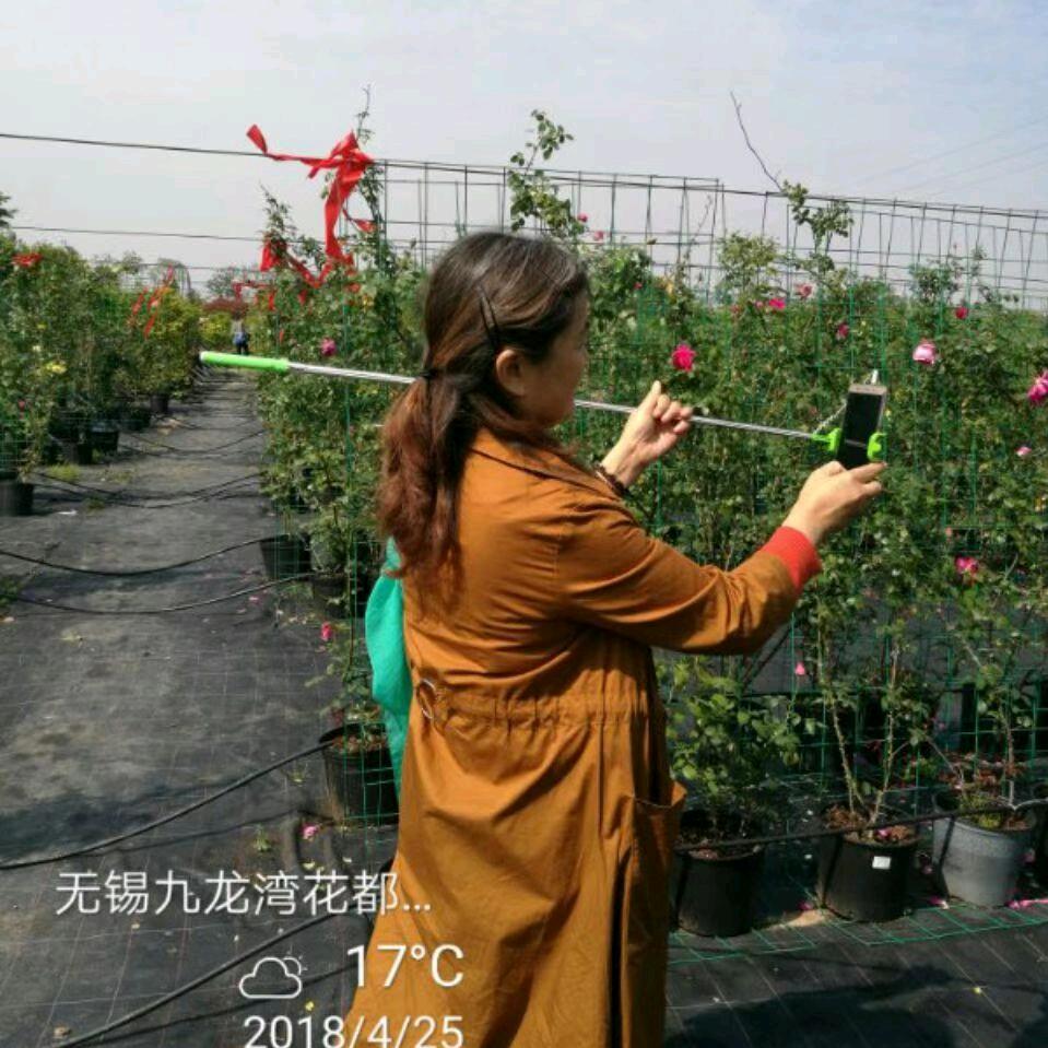 郁金香🌷🌷🌷