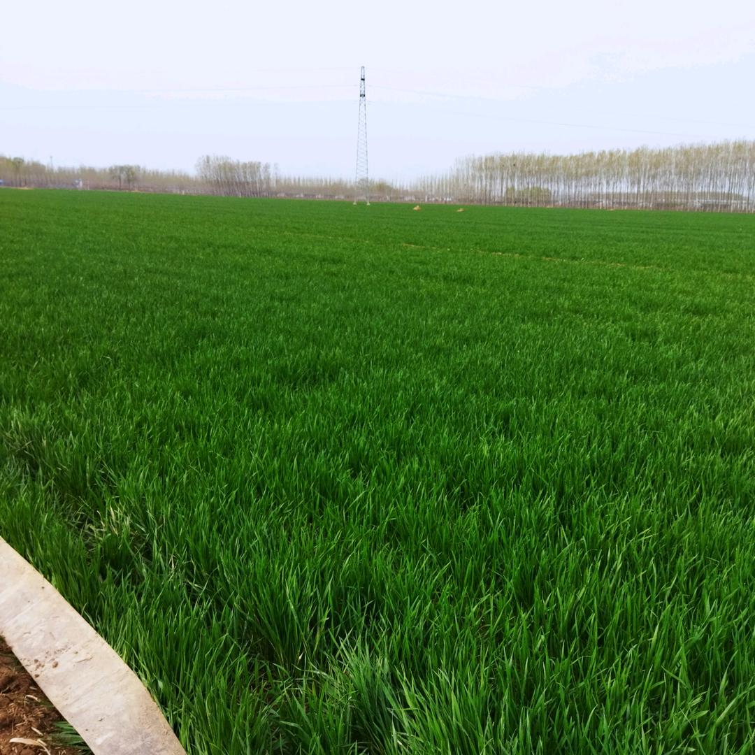 英子一海阔天空