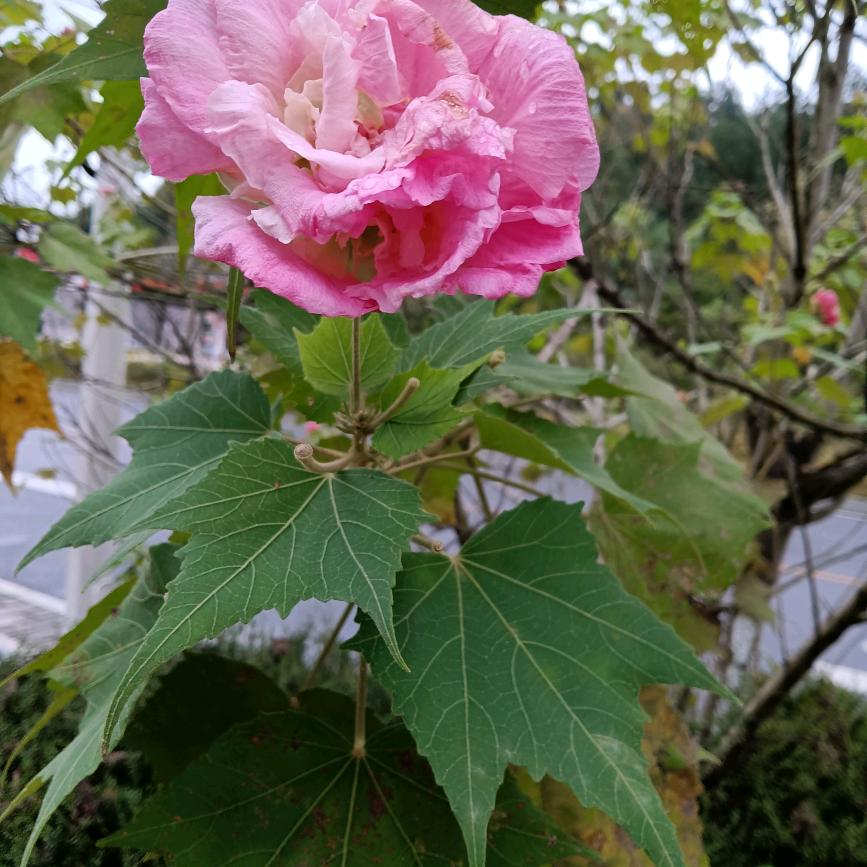 平安