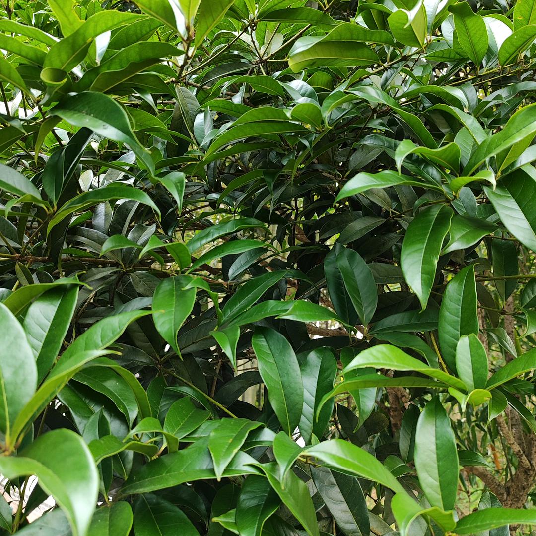 鄦缘