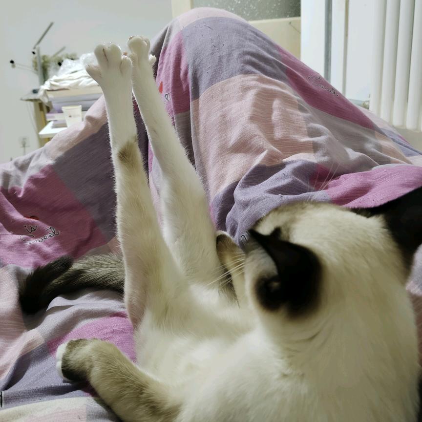 高发财