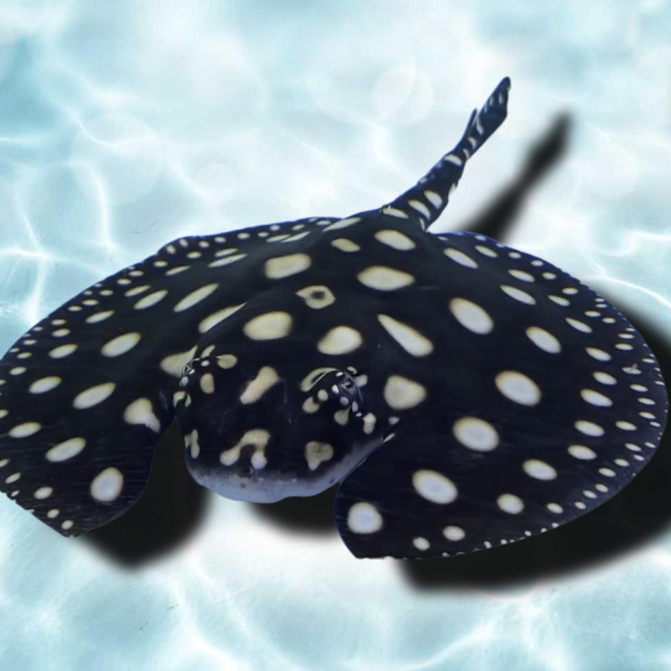 Stingray Aquatic🇲🇾