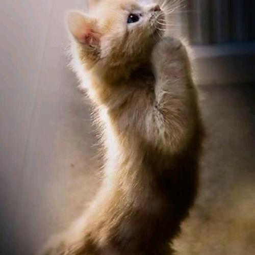 来兮堂青山在居