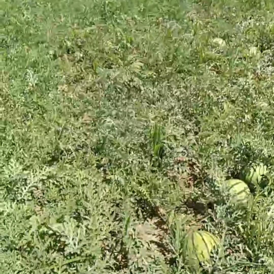 果道夫西瓜家庭农场