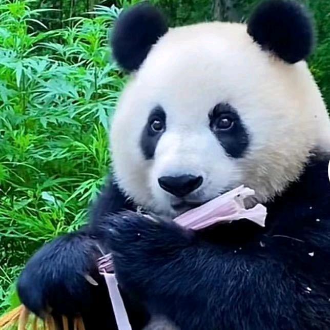 铲车小哥哥